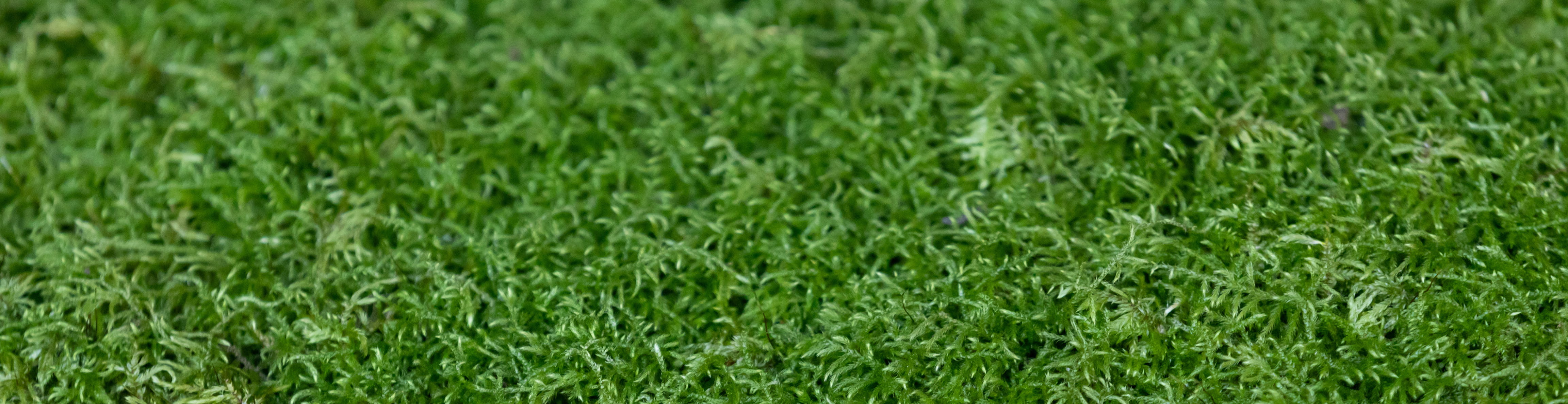 Close up of moss