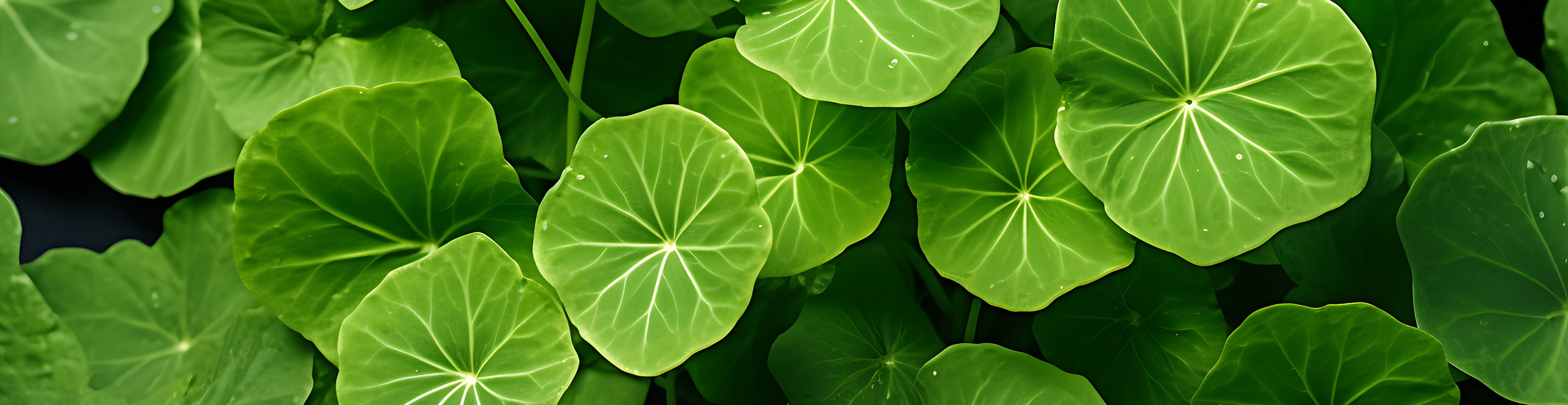 Close up of nasturtium