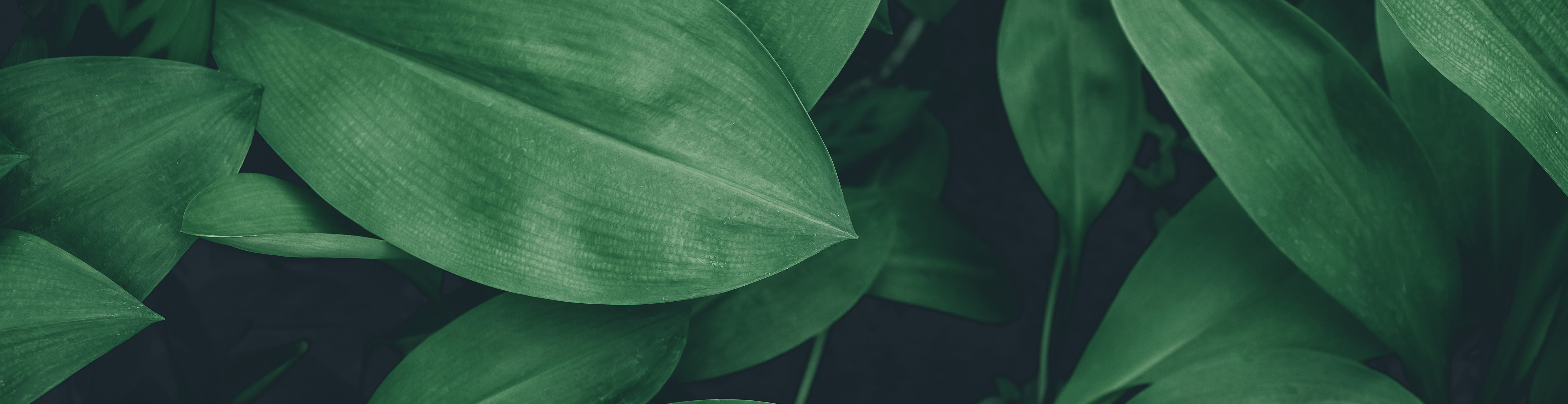 Close up of tropical leaves