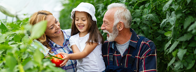 Grandma and grandpa with grandchild picking tomatoes
