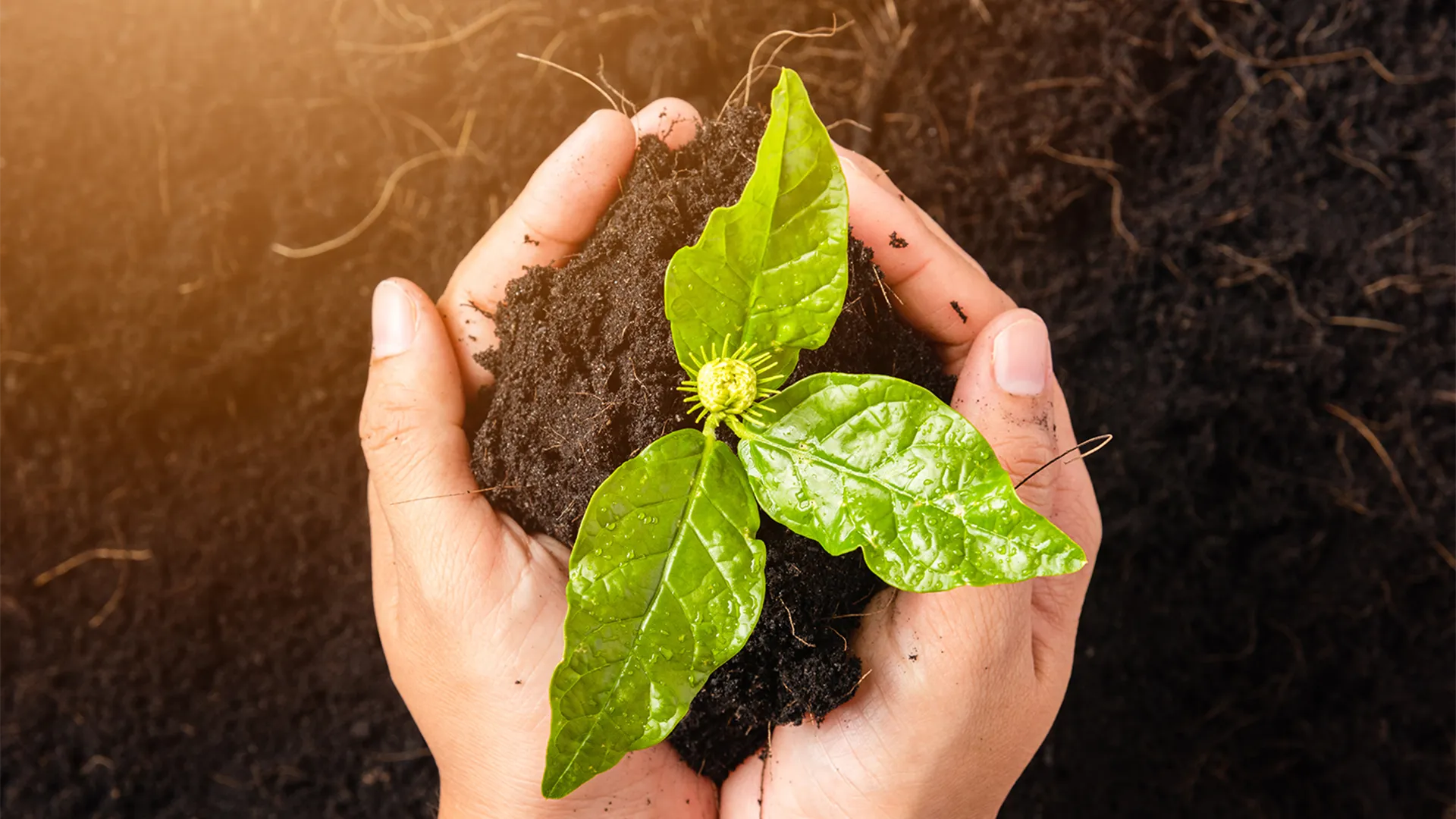 A person holds a growing plant in the soil.