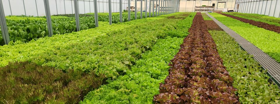 Inside of hydroponic greenhouse at Let-Us-Grow