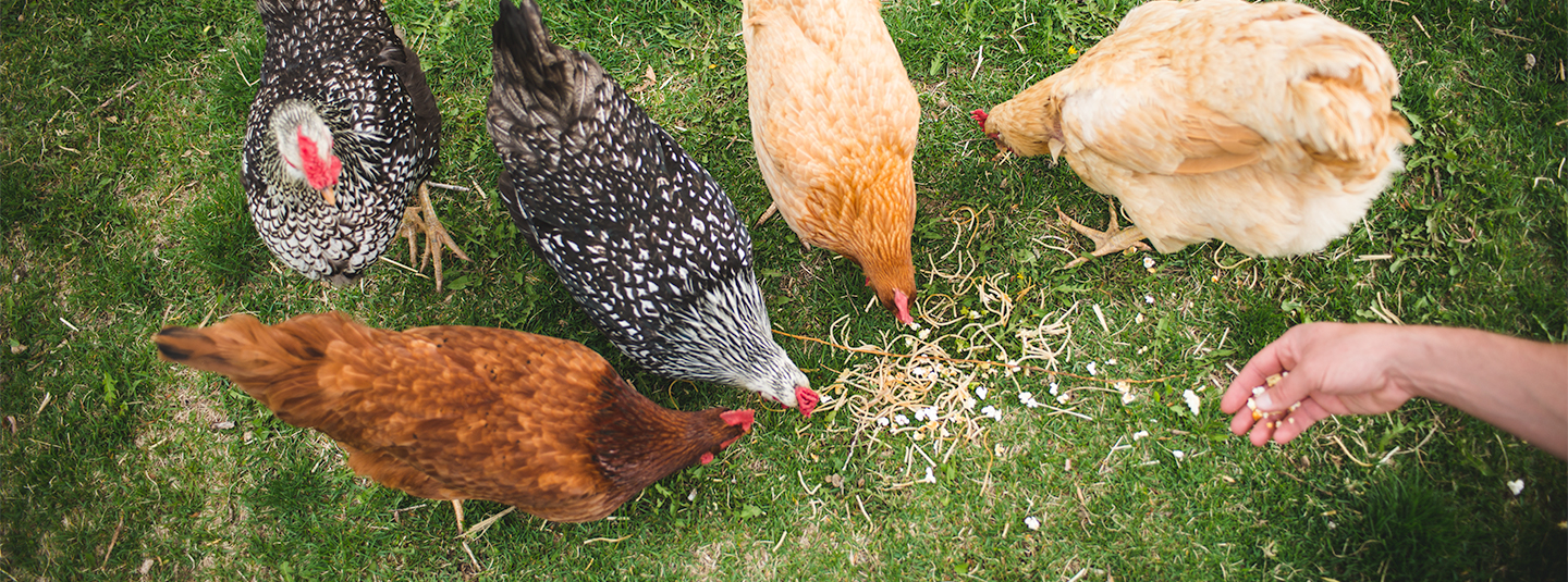 Simpson's chickens
