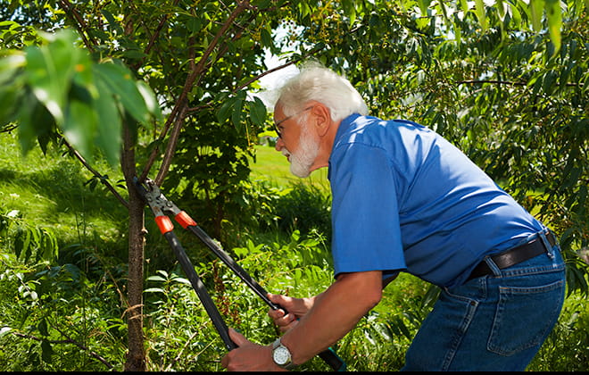 Jay pruning a tree