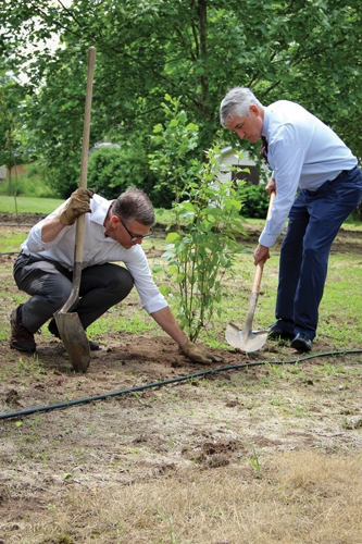 Two men plant a tree.
