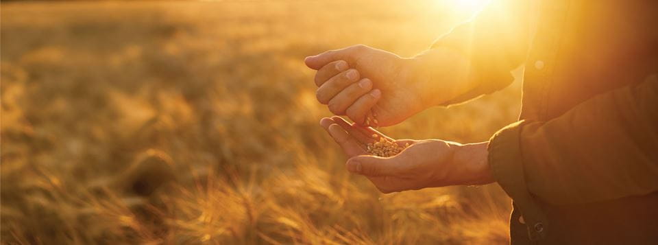 A photo zoomed in on a person's hands as they hold grains while standing on a field