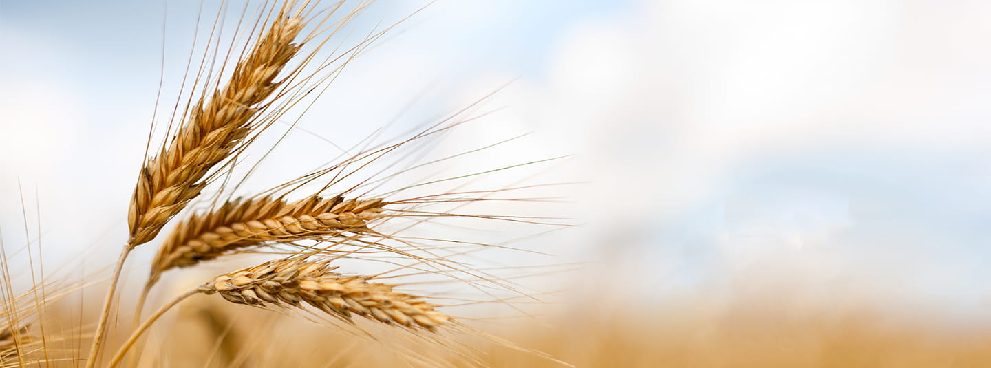 Wheat stalk in a field