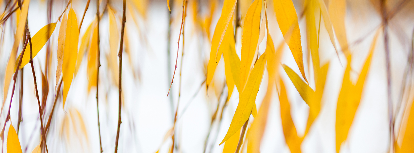 Yellow fall willow leaves