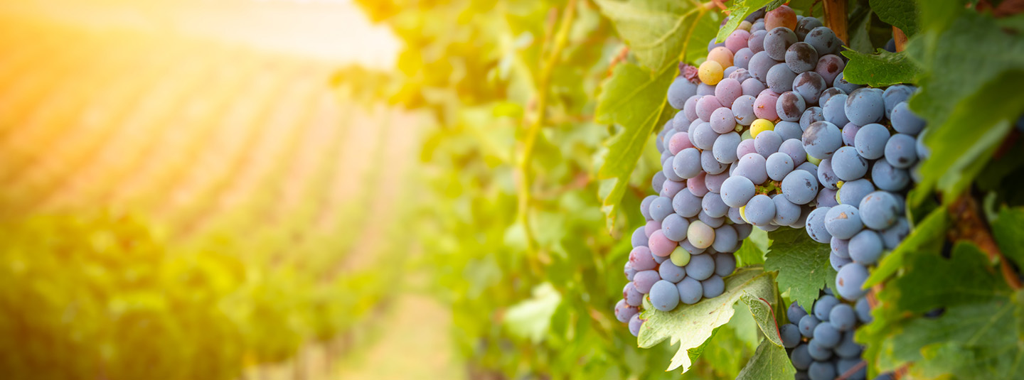Grapes in a vineyard