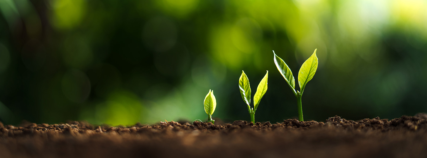 Roots growing in the ground