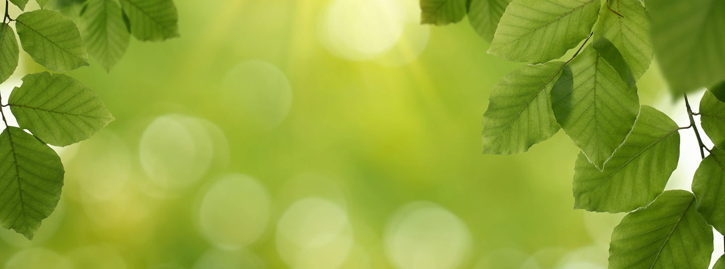 Green leaves