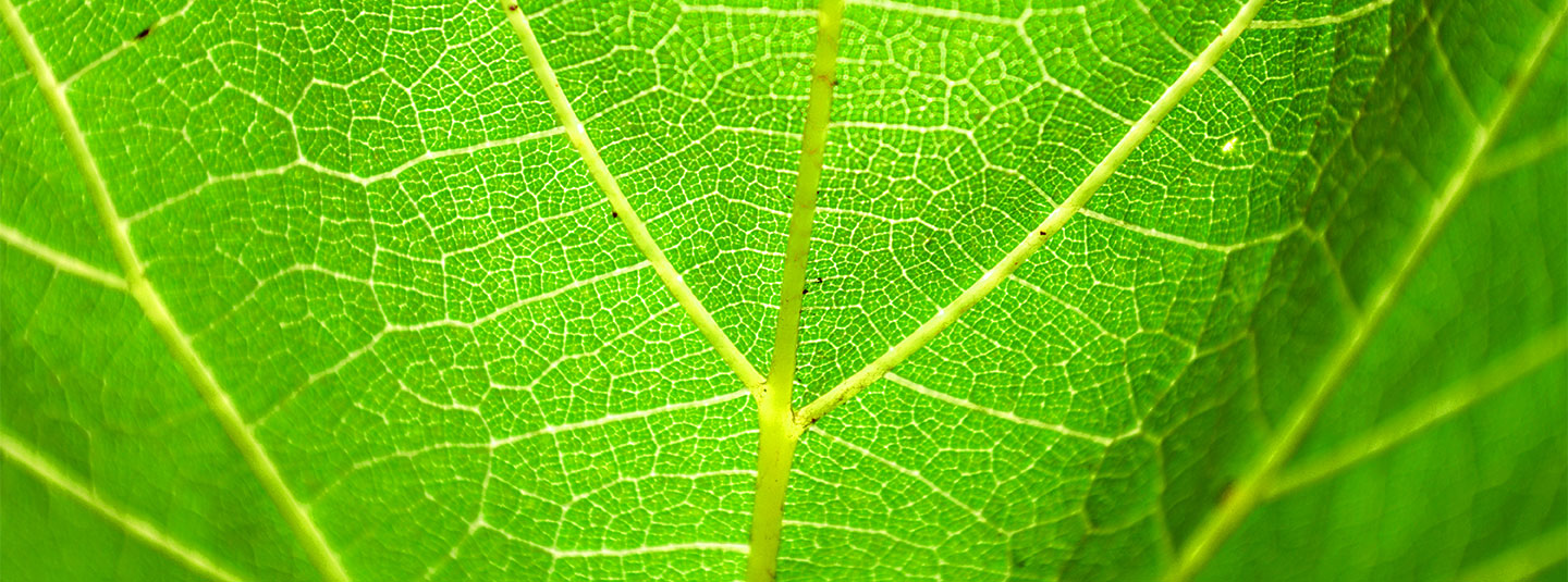 Leaf closeup