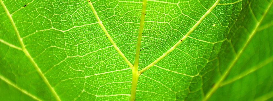 Leaf closeup