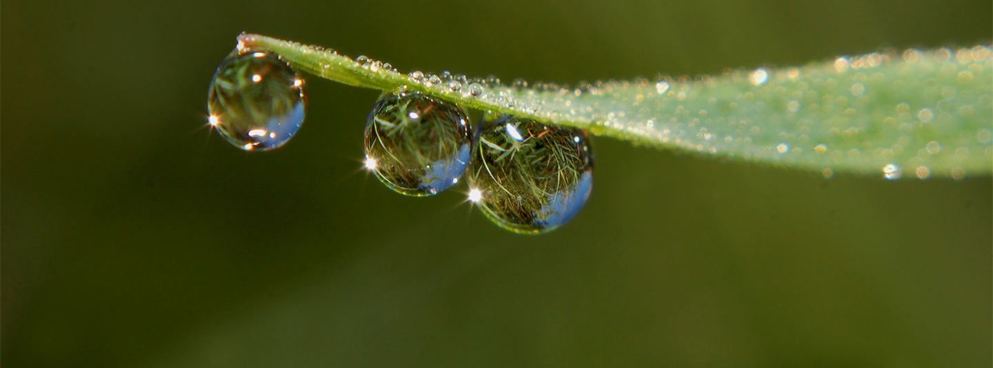 Close up of water droplets on leaf
