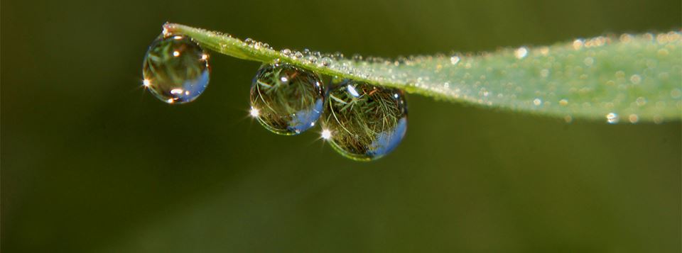 Close up of water droplets on leaf