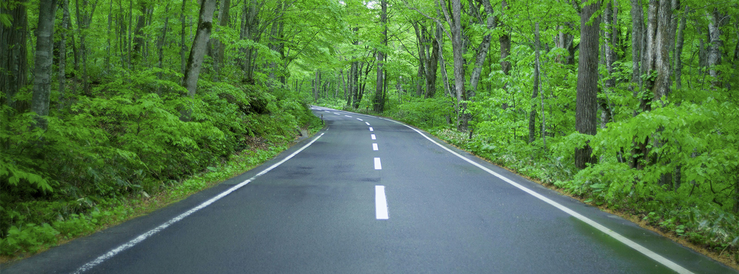 Road through woods