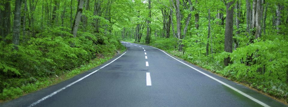 Road through woods