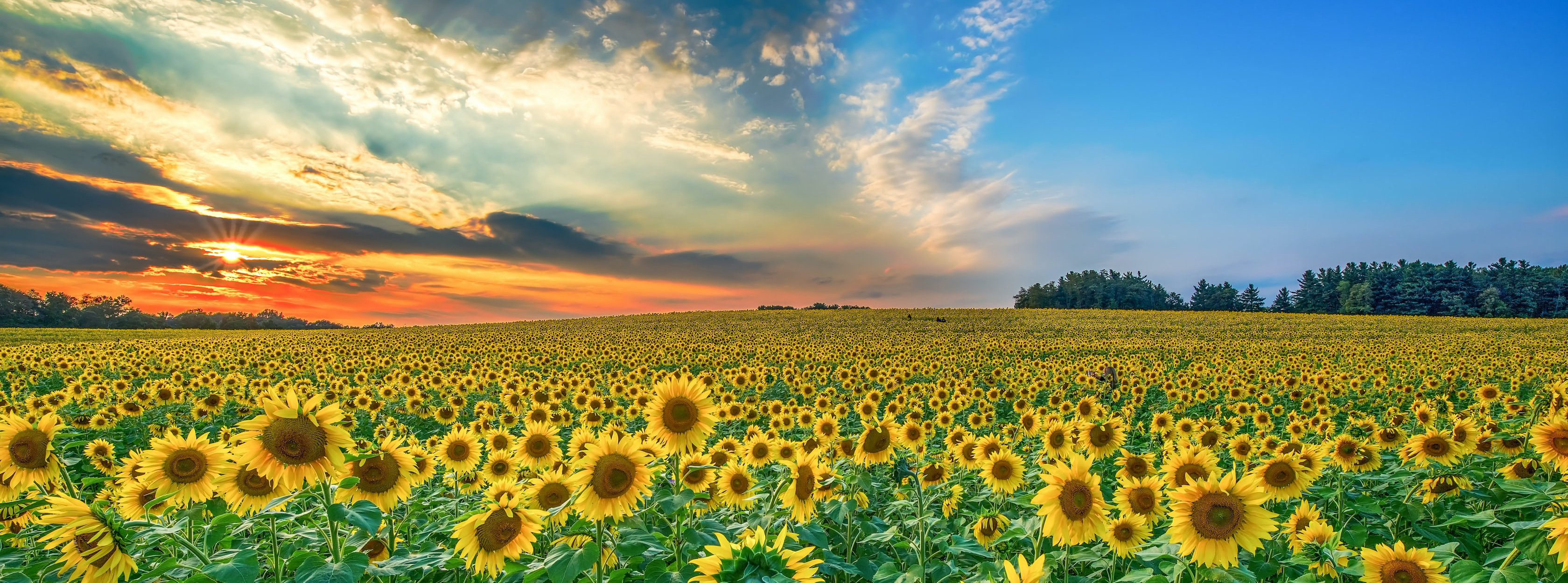 Sunflower field at sunset