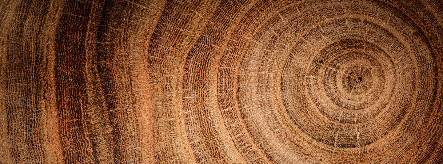 Close up of tree rings