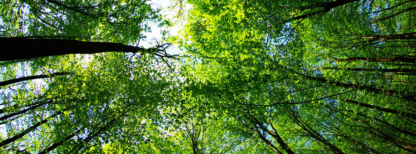 Looking up into forest canopy