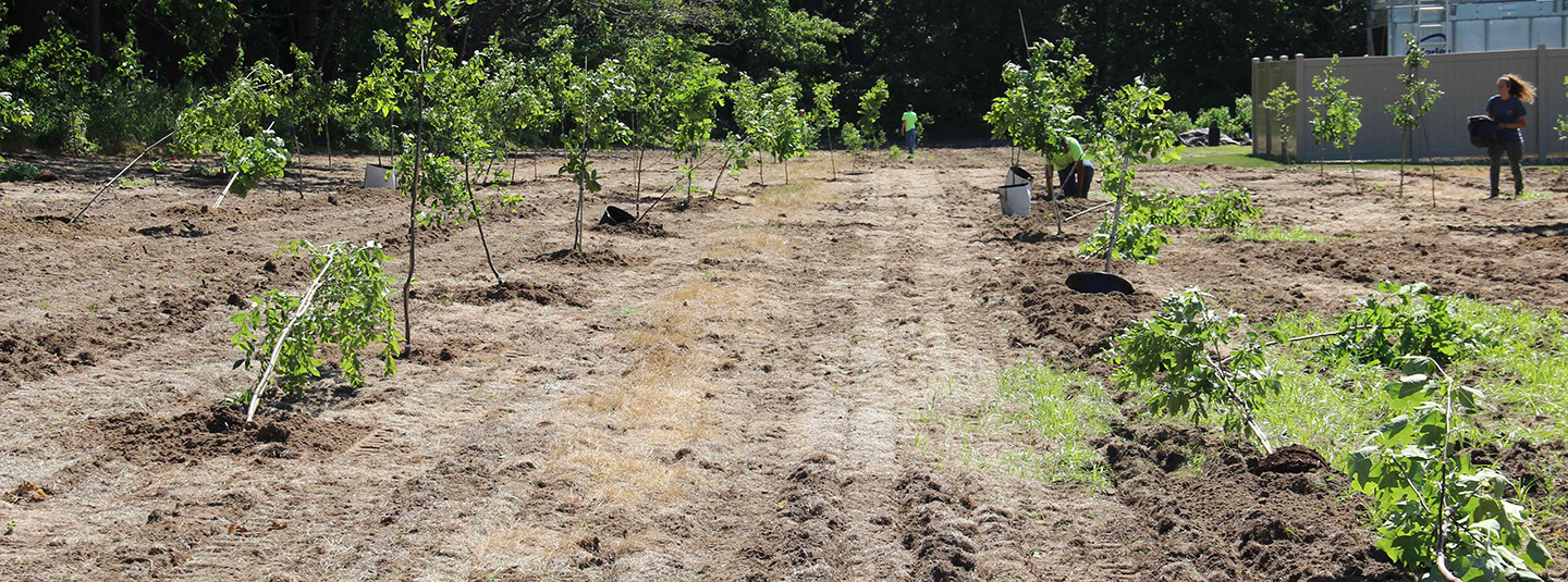 Everence tree planting