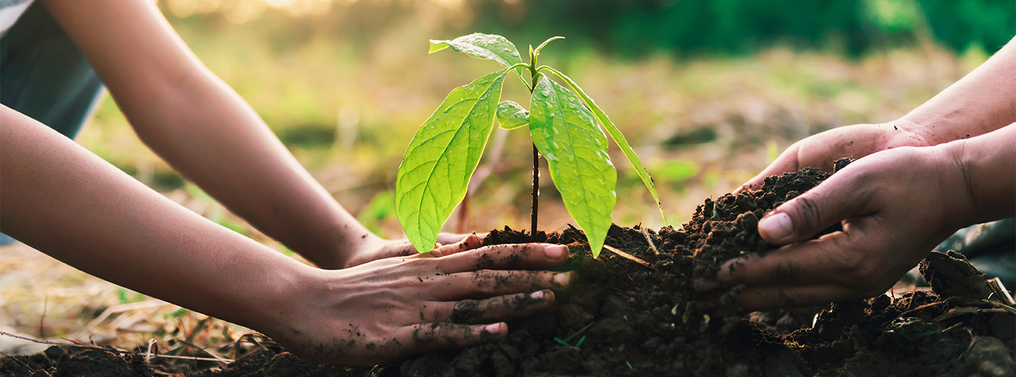 Two pairs of hands planting a small tree