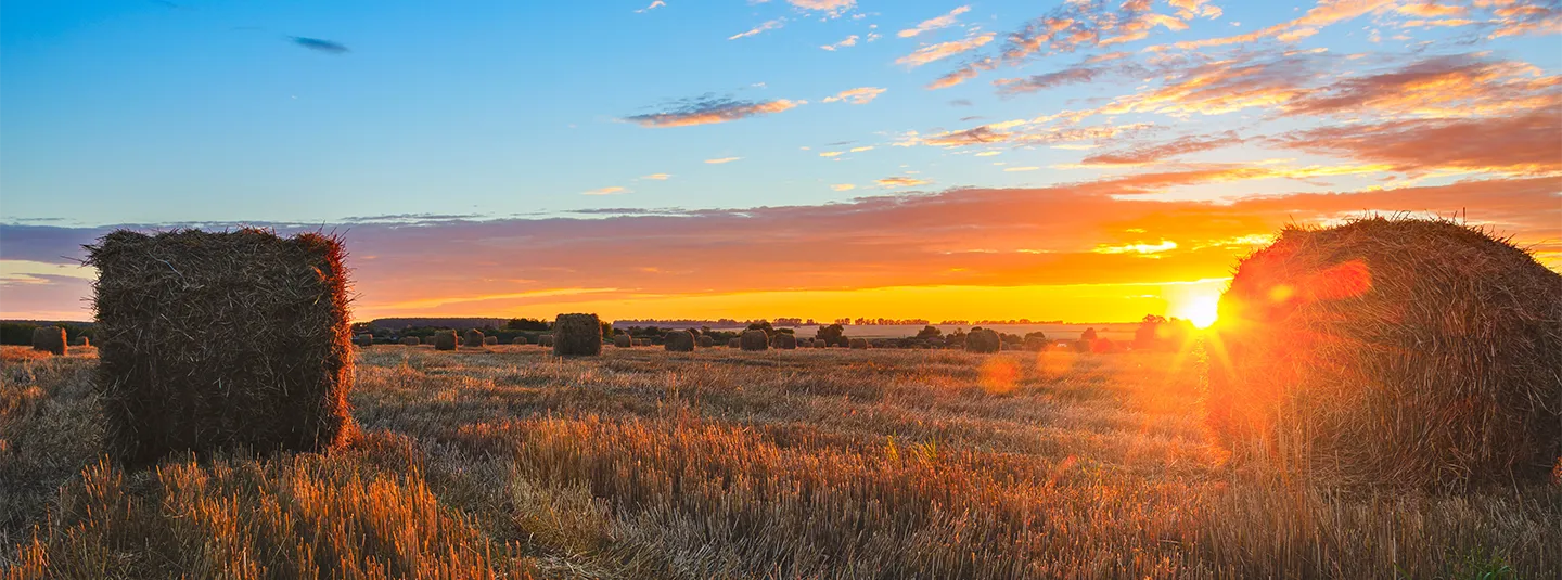 Hay bales are gathered in a field during sunset.