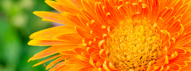 Close-up of orange daisy against greenery background
