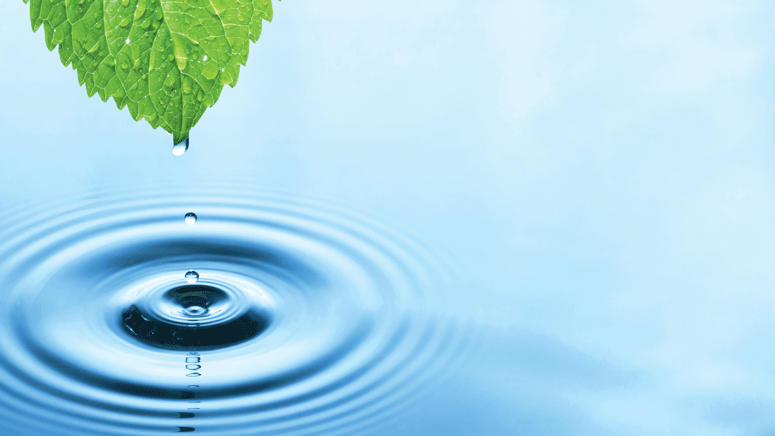 Leaf dripping water droplets into lake 