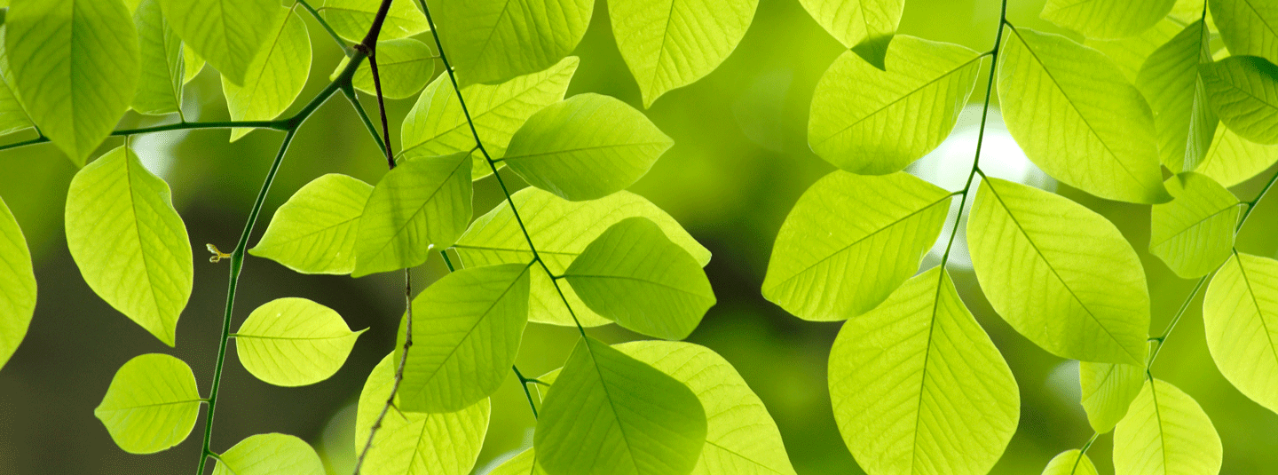 Leaves on a tree in the sunlight