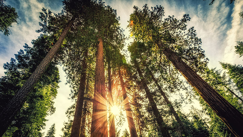 Sun setting behind a forest of towering tress.