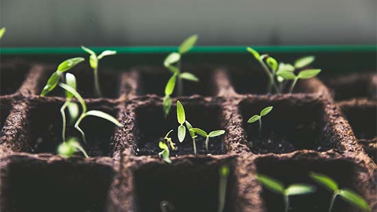 Compostable seedling tray with many tiny seedlings growing up.