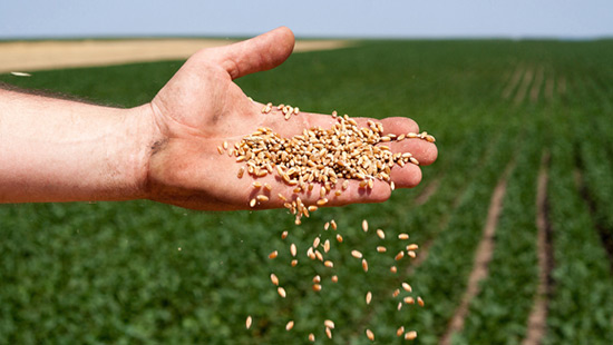 Hand holding seeds in a field