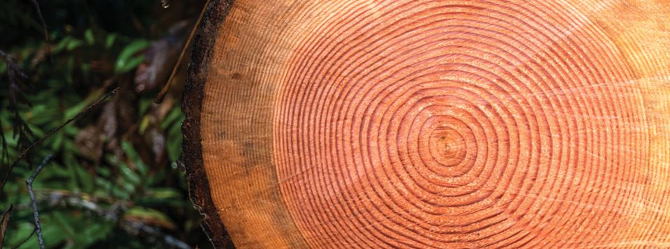 Rings of a tree trunk with the tree sliced in half on grass