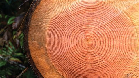 Rings of a tree trunk with the tree sliced in half on grass
