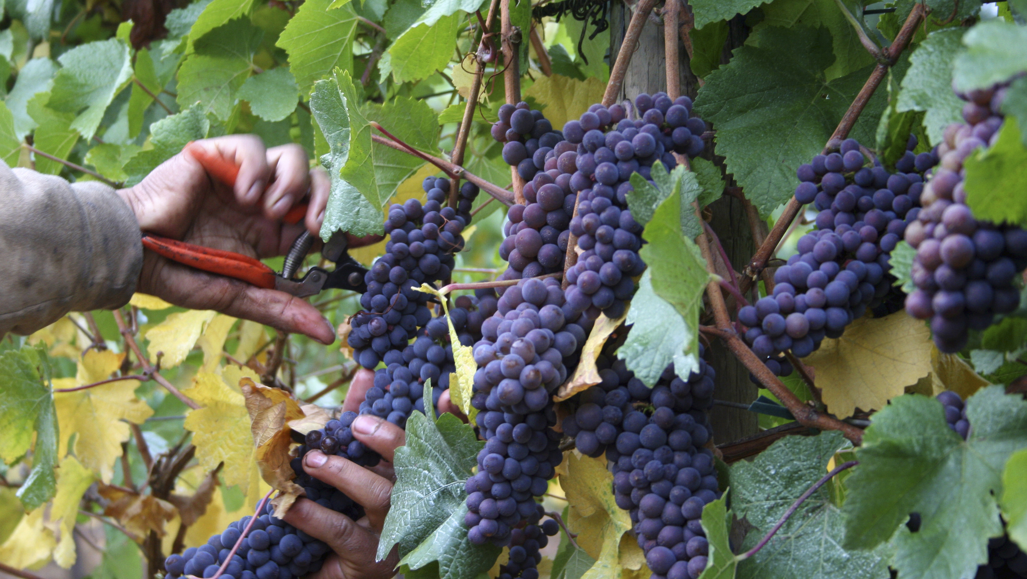 Cutting grapes off the vine