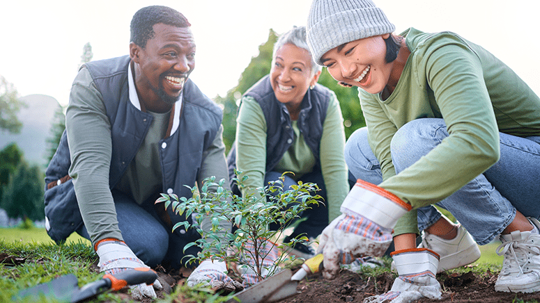 Three vounteers planting