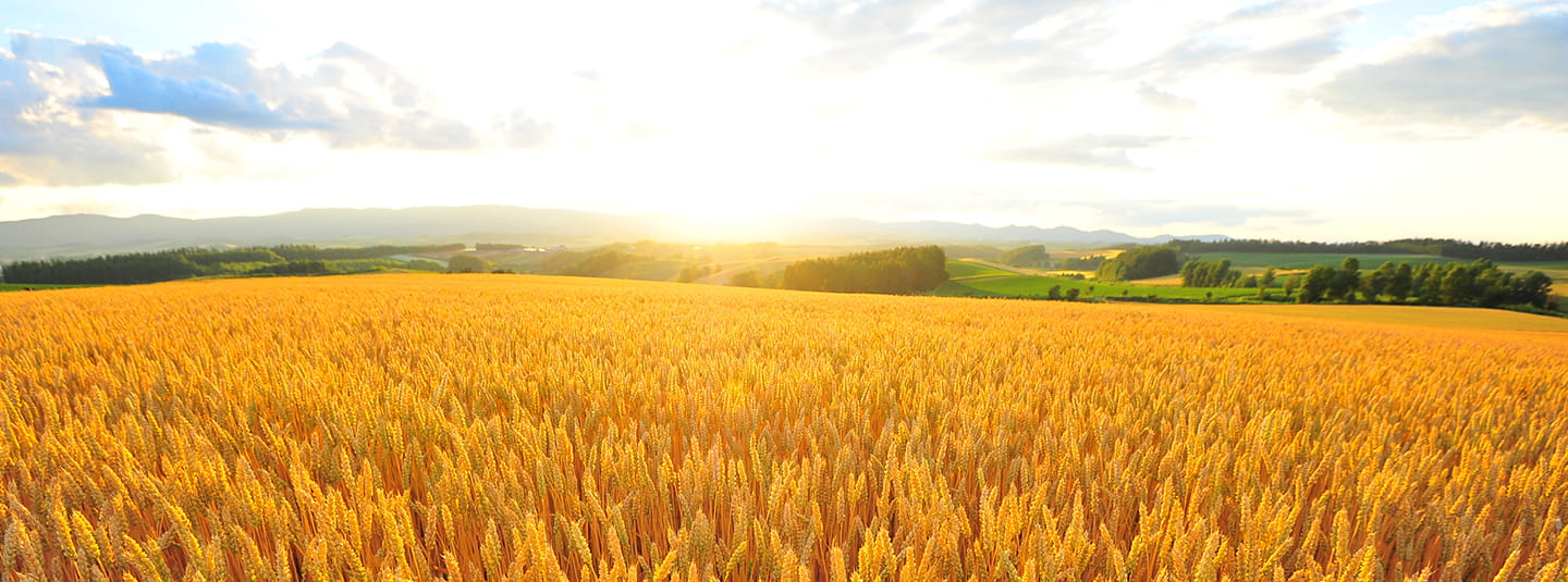 Photo of wheat field