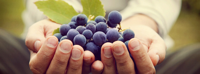Close up of hands holding grapes