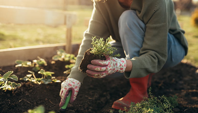A person squatting down in a garden digging a hole for a row of small plants