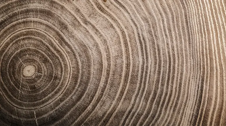 Close up of rings on a tree.