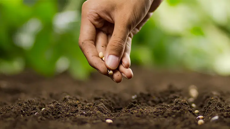 Handing planting seeds in the dirt.