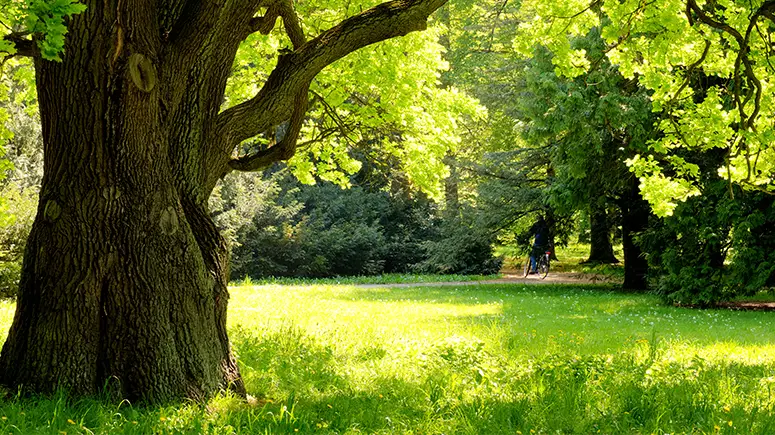 Large tree in a forest.